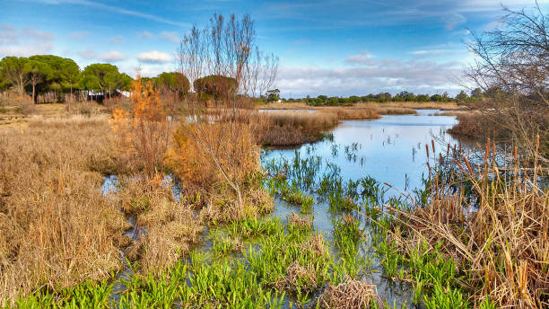 parque nacional de doñana. lagunas en la rocina. huelva provincia, andalucía, españa - huelva province fotografías e imágenes de stock