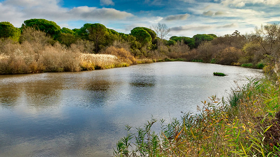 Charco del Acebron lagoon, Donana National Park, El Rocio, Huelva, Andalusia, Spain, Europe
