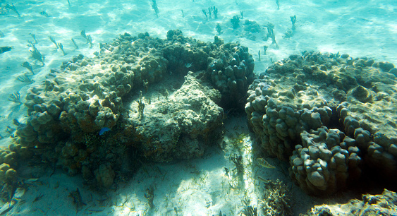 View of coral in lagoon of New Caledonia