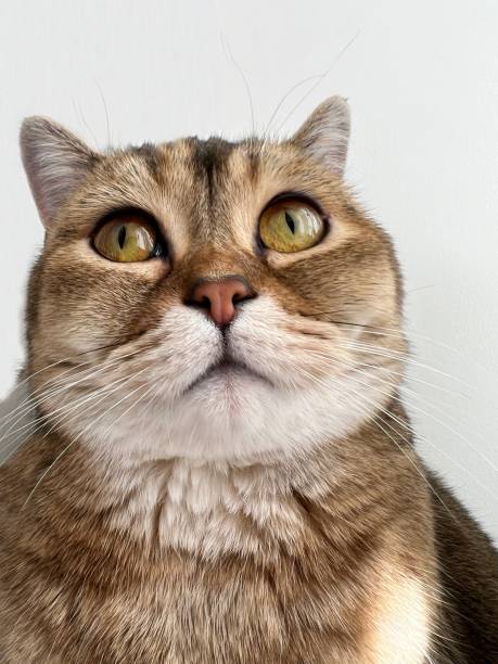 istock Cat face closeup, cute British cat portrait. 1496749842