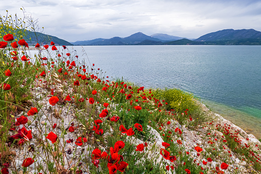 Egirdir Lake Isparta Turkiye. Red poppies flowers against backdrop of blue lake and mountains, landscape