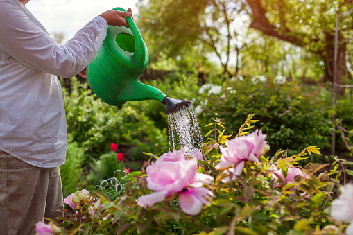 Gardener waters pink tree peonies in bloom with watering can in spring garden. Close up of drops. Taking care of flowering plant