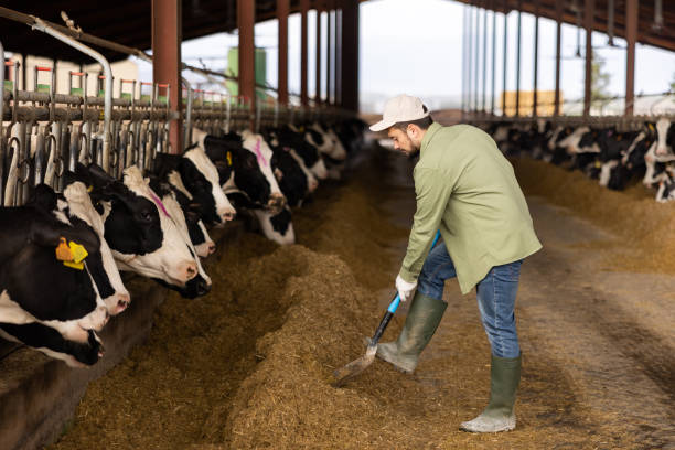 istock Farmer with shovel working and taking care cows 1496752947