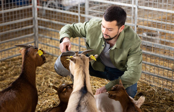 istock Male farmer feeds compound feed to goats in a paddock at farm 1496753051
