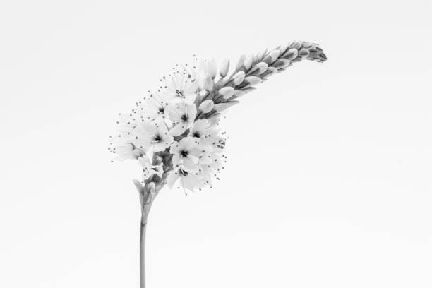 istock High-key black and white image of Persicaria affinis Darjeeling Red 1496754781