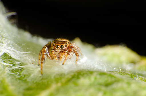 Jumping spider, small jumping spider on its web made on a vine leaf, selective focus.