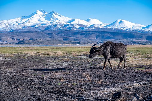 Black buffalo grazing in nature