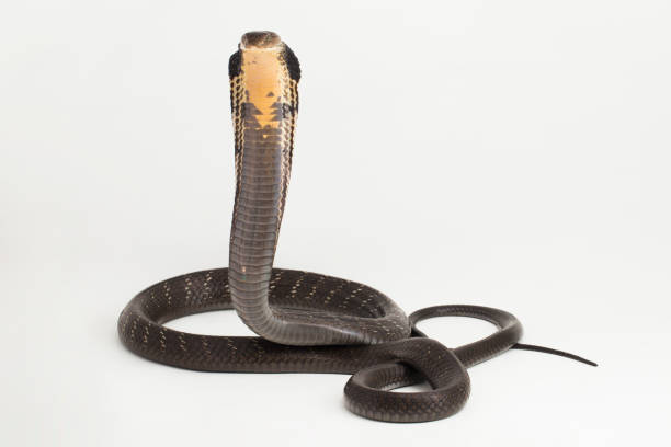 istock King Cobra snake (Ophiophagus hannah)  on white background 1496756248