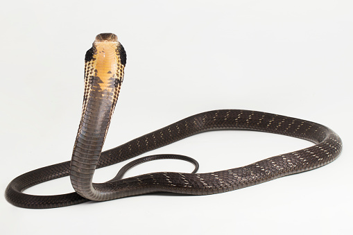 King Cobra snake (Ophiophagus hannah) isolated on white background