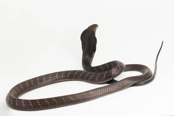 King Cobra snake (Ophiophagus hannah)  on white background King Cobra snake (Ophiophagus hannah) isolated on white background snake hood stock pictures, royalty-free photos & images