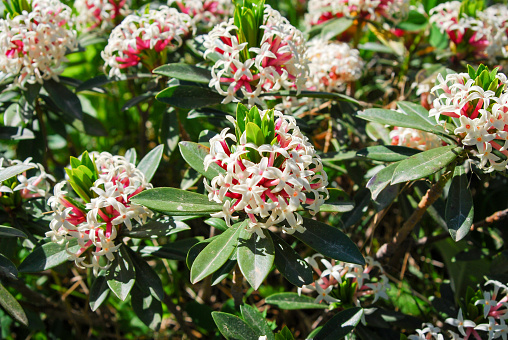 Flowering Daphne glomerata