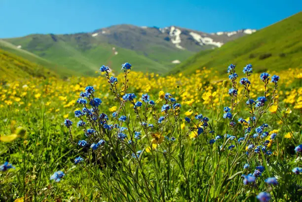 Photo of Alpine forget-me-not or Myosotis alpestris flowering plants