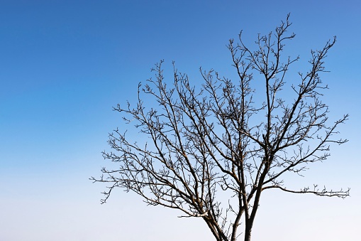 A tall, leafless tree stands against a vibrant blue sky, highlighting the stark contrast of the season