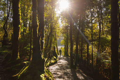 Adventure theme of young man hiking with backpack on in nature walking through mossy tree forest. Photographed in New Zealand.