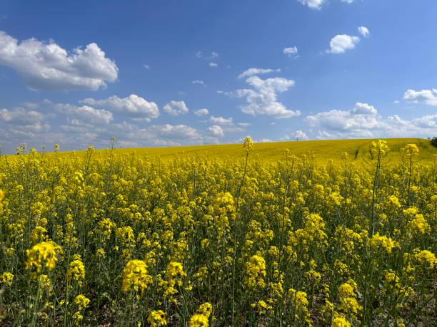 istock Rapeseed or canola. Yellow rapeseed field 1496758113