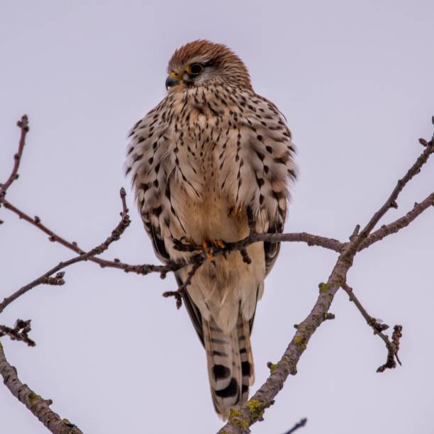 istock Closeup shot of a common kestrel bird perched on a tree branch 1496758811