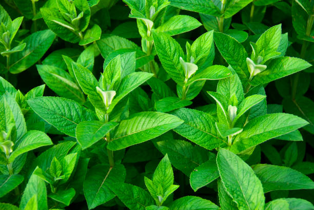 istock Green Mint leaves.Nature background,Green leaf background concept. wild mint 1496759016