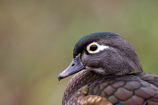 Female wood duck, Victoria, Vancouver Island, BC Canada