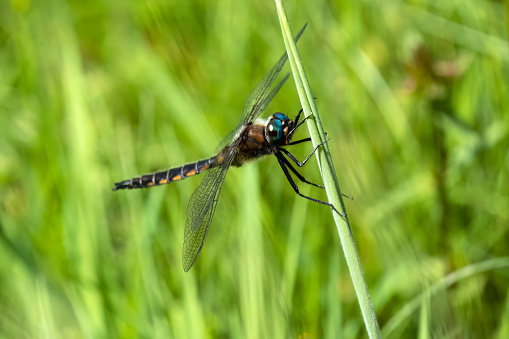 Dragonfly at Burgoyne Bay Provincial Park, Salt Spring Island, BC Canada