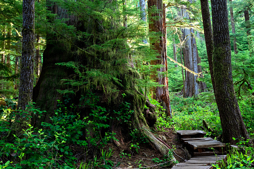 Eden Grove, an old growth forest near Port Renfrew, Vancouver Island, BC Canada
