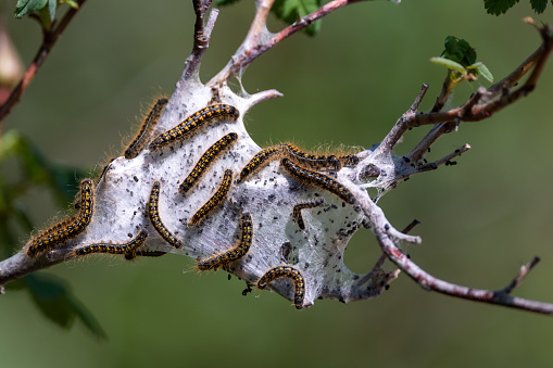 Innvasive species tent caterpillars at Burgoyne Bay Provincial Park, Salt Spring Island, BC Canada