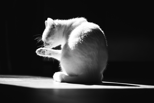 A grayscale shot of a cute cat licking itself under a window light