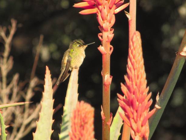 istock an adorable little bird eating from a red plant as it sits 1496760726