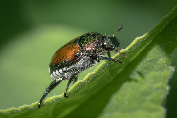 istock a green bug sitting on a leaf, surrounded by water droplets 1496761867