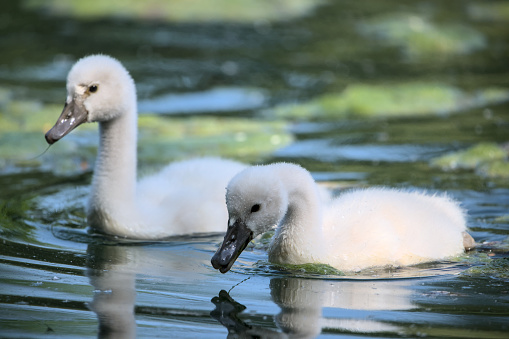 Two swan fledglings swimming in the water