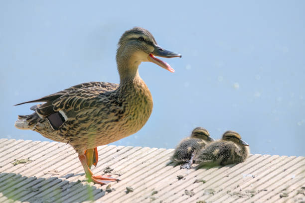 istock a duck with two ducklings on a bridge with sunny sky 1496763200