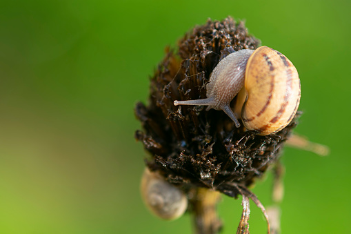 Snail on a thistle , in the garden