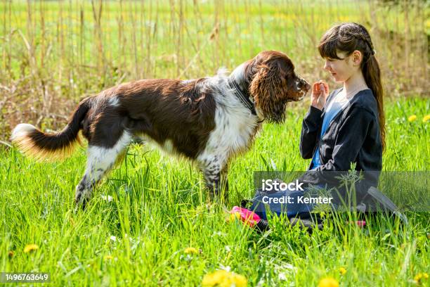 Niña Jugando Con Un Perro En Un Prado Foto de stock y más banco de imágenes de Flor - Flor, Mascota, Personas