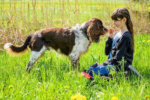 11 year old girl playing with a dog (English Springer Spaniel) in a flower meadow