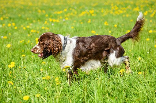 Dog snooping (English Springer Spaniel) in a flower meadow