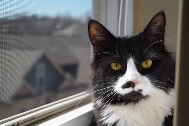 The Maine Coon is a large domesticated cat breed. It is one of the oldest natural breeds in North America. The breed originated in the U.S. state of Maine, where it is the official state cat.