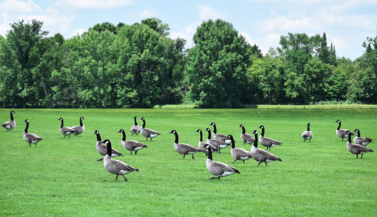 A flock of Canada Geese walking on large green grass field
