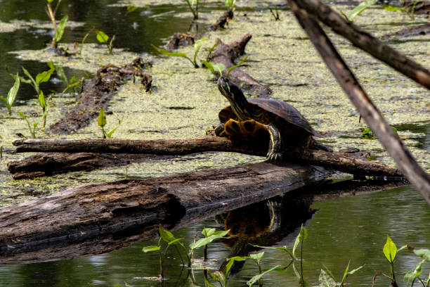 istock Little Creve Coeur Marsh - Turtle in the Marsh 1496769078