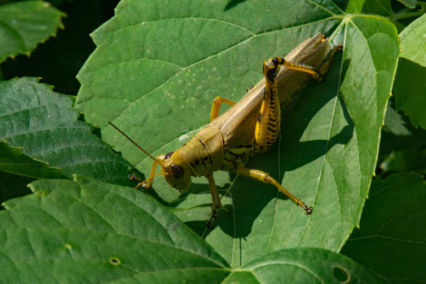 istock Little Creve Coeur Marsh - Grasshopper & Shadow 1496769103