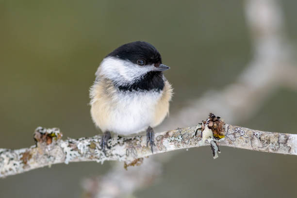 istock Black-capped Chickadee bird fluffy on branch 1496774738