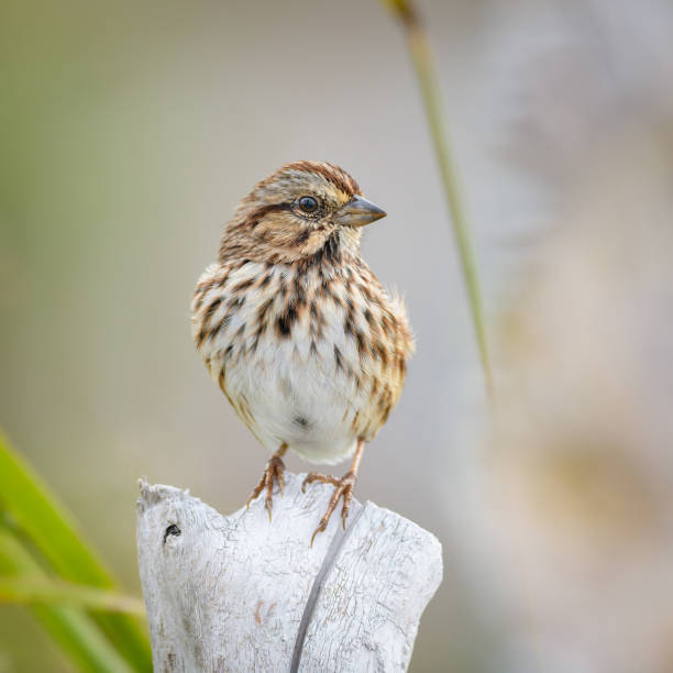 Song Sparrow bird perched on weathered stump