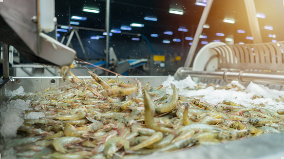 Freezing white farmed shrimp in a tank of frozen water at a seafood production plant