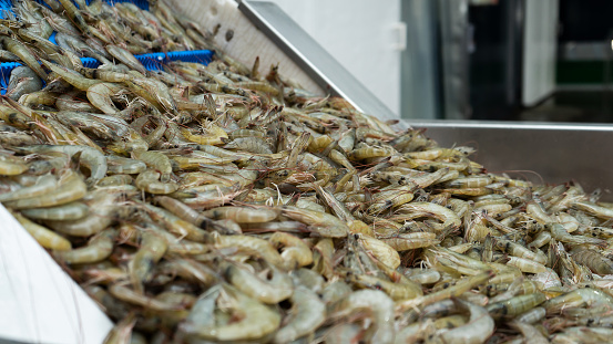 closeup to a pile of white shrimp in a conveyor at a seafood production plant