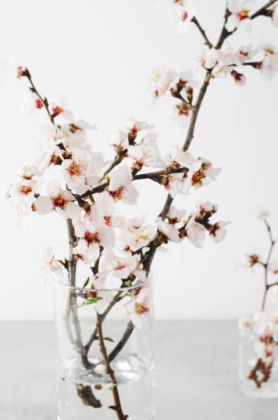 istock Cherry Tree Blossom, Spring Blossom on Bright Background, Happy Easter, 8 March, Holiday, Springtime Concept 1496778340