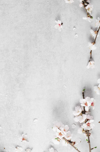 istock Cherry Tree Blossom, Spring Blossom on Bright Background, Happy Easter, 8 March, Holiday, Springtime Concept 1496779428