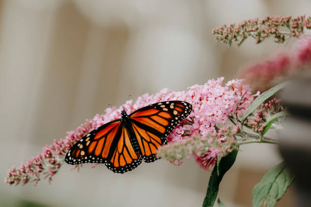istock Monarch Butterfly on Butterfly Bush Flower 1496780380