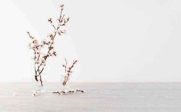 istock Cherry Tree Blossom, Spring Blossom on Bright Background, Happy Easter, 8 March, Holiday, Springtime Concept 1496780536
