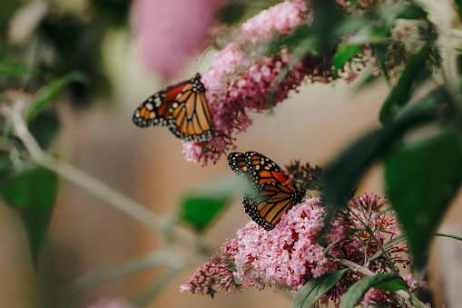 Two beautiful monarch butterflies, feeding on the flowers of a butterfly bush.