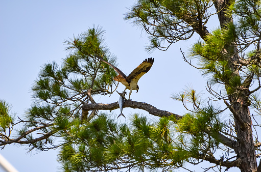 Osprey eating a Spanish Mackerel in a Pine Tree, Orange Beach, Alabama