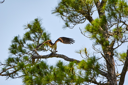 Osprey eating a Spanish Mackerel in a Pine Tree, Orange Beach, Alabama