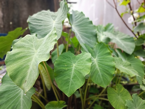 green tropical plantation of Asia, there are many green taro trees in the plantation area